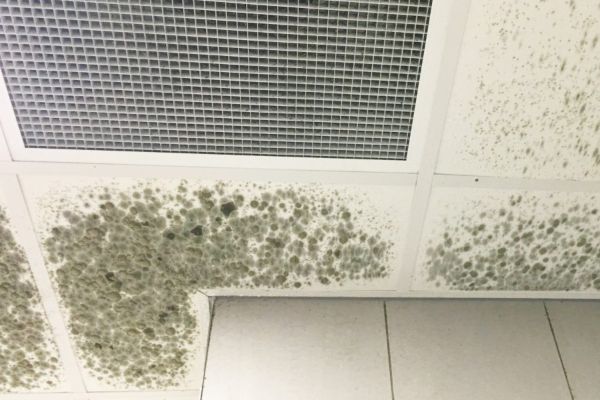 Commercial Mold