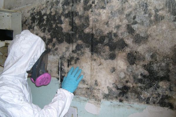 What Black Mold?, Expert Mold Test