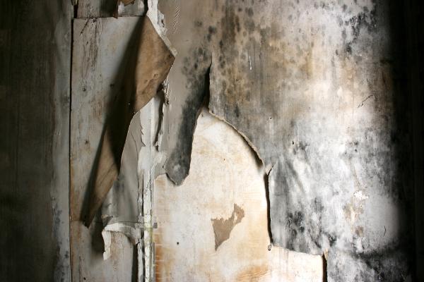 Mold Remediation Delray Beach