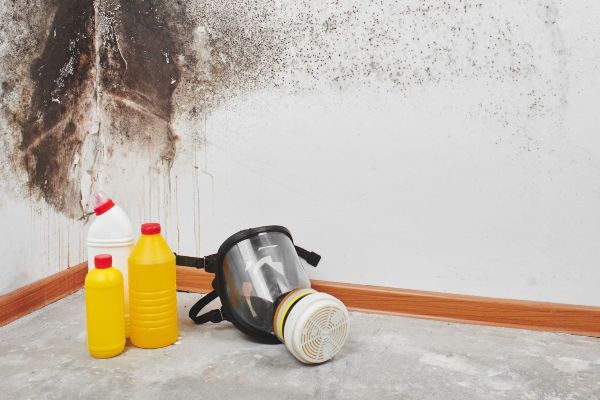 5 Mold Removal Facts That You Should Know