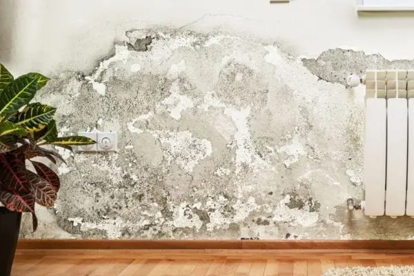 3 Commonly Held Misconceptions About Mold