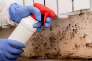 Common Mistakes When Identifying and Cleaning Mold
