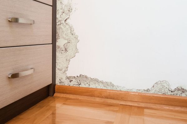 How to Handle Any Mold You Find During Home Renovations