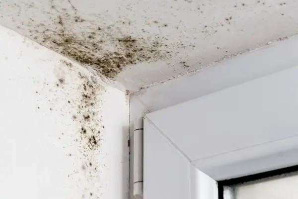 Warning Signs That Your Home Has a Mold Issue