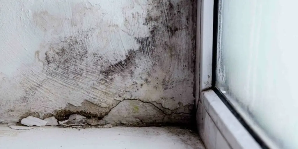 Household Mold
