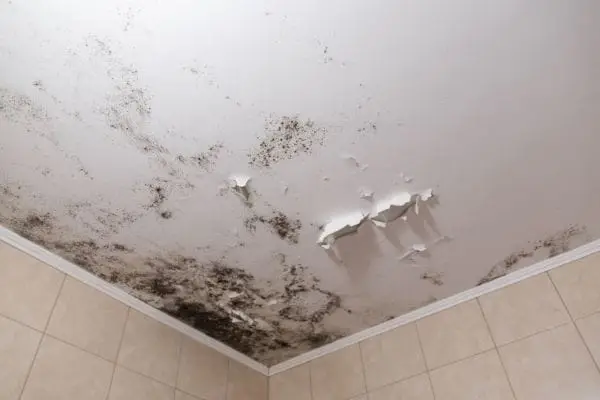 Mold vs Mildew