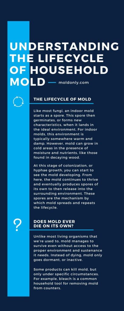 Mold Life Cycle