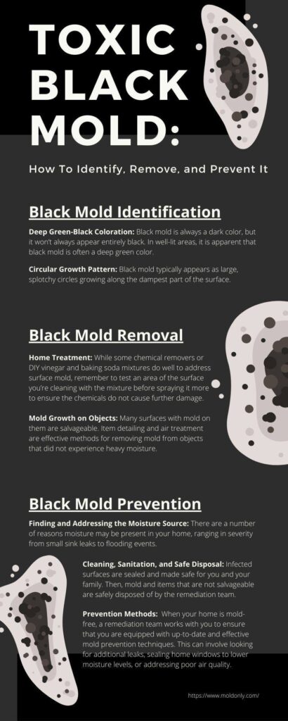Black Mold Identify