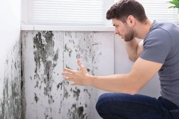 Understanding the Lifecycle of Household Mold