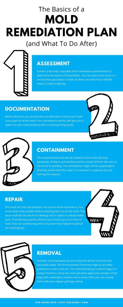 the basics of a mold remediation plan