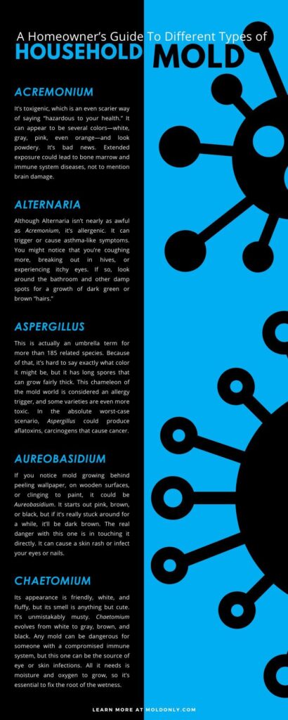 Types of Mold Infographic