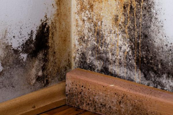 Mold remediation Jupiter FL