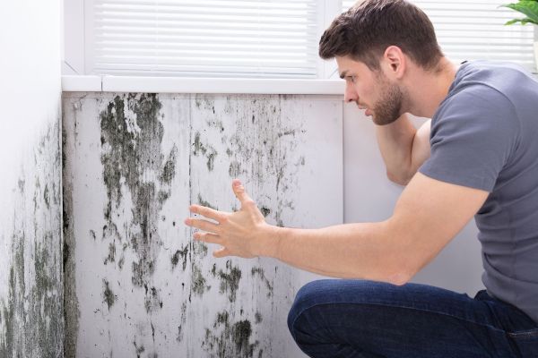 Palm Beach Gardens FL mold removal