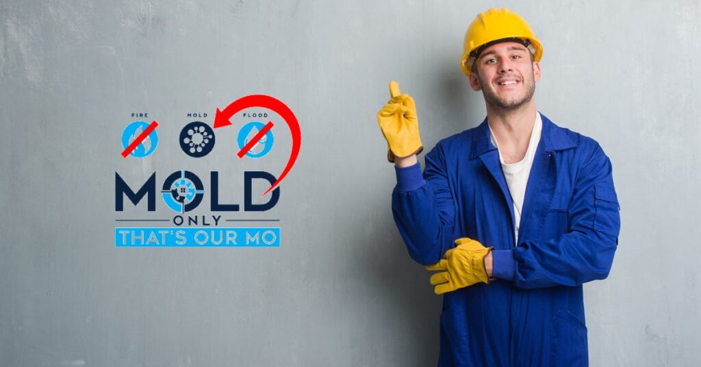 Mold Removal Company