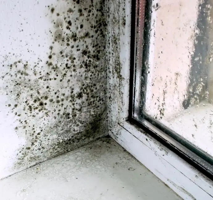 Mold Remediation Services in South Florida