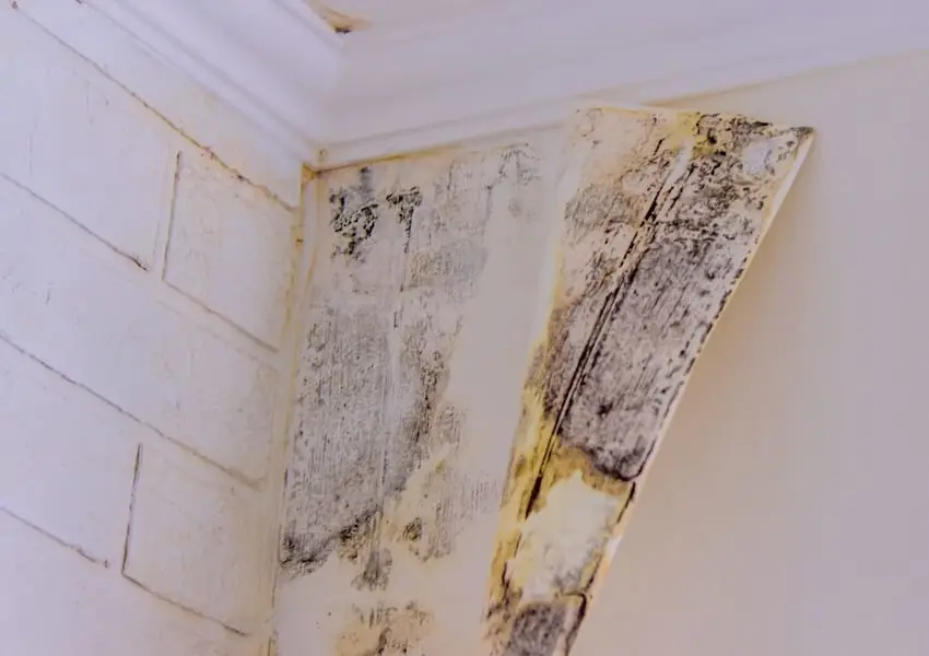 Mold Only Services for Mold Testing, Removal, and Remediation