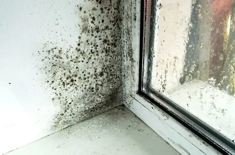 Mold Removal and Mold Remediation