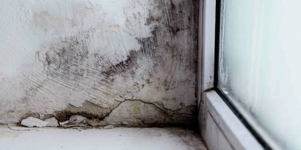 Black Mold Exposure