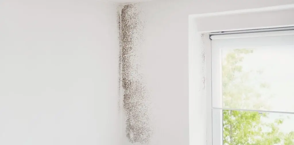Mold Prevention Tips for South Florida