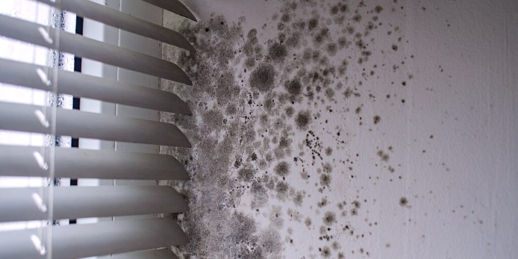 Dangers of Mold