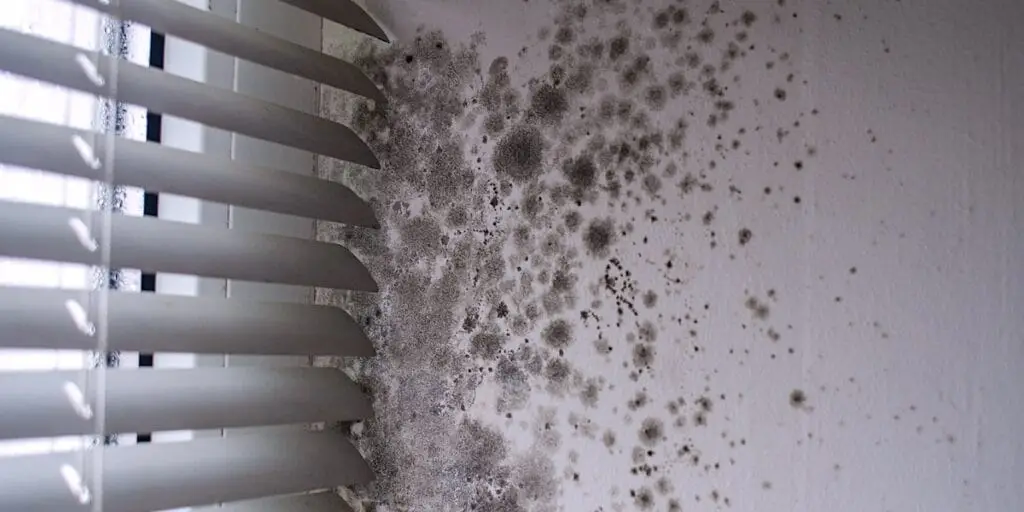 Dangers of Mold