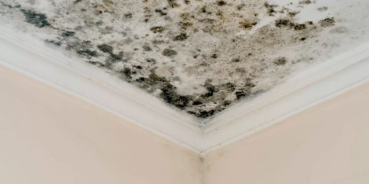 Common Areas Where Mold Grows After Heavy Rain