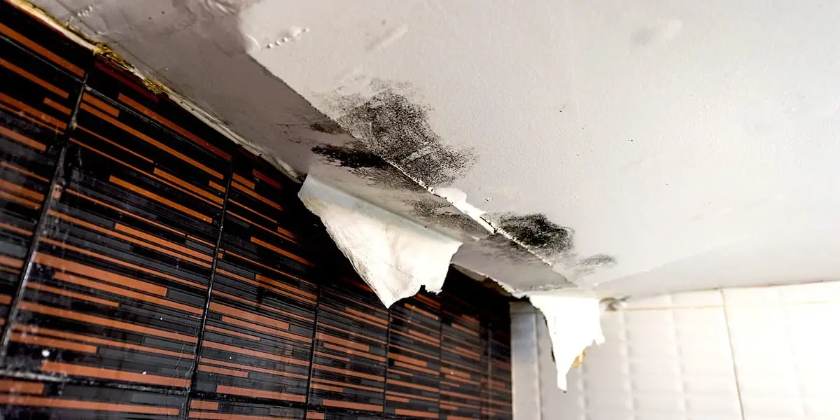 Preparing Your Home or Office for Mold Remediation After Water Damage