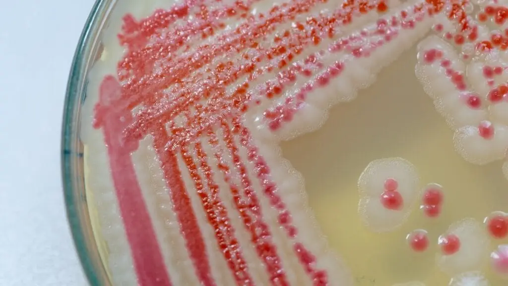 Pink Mold - Serratia Marcescens