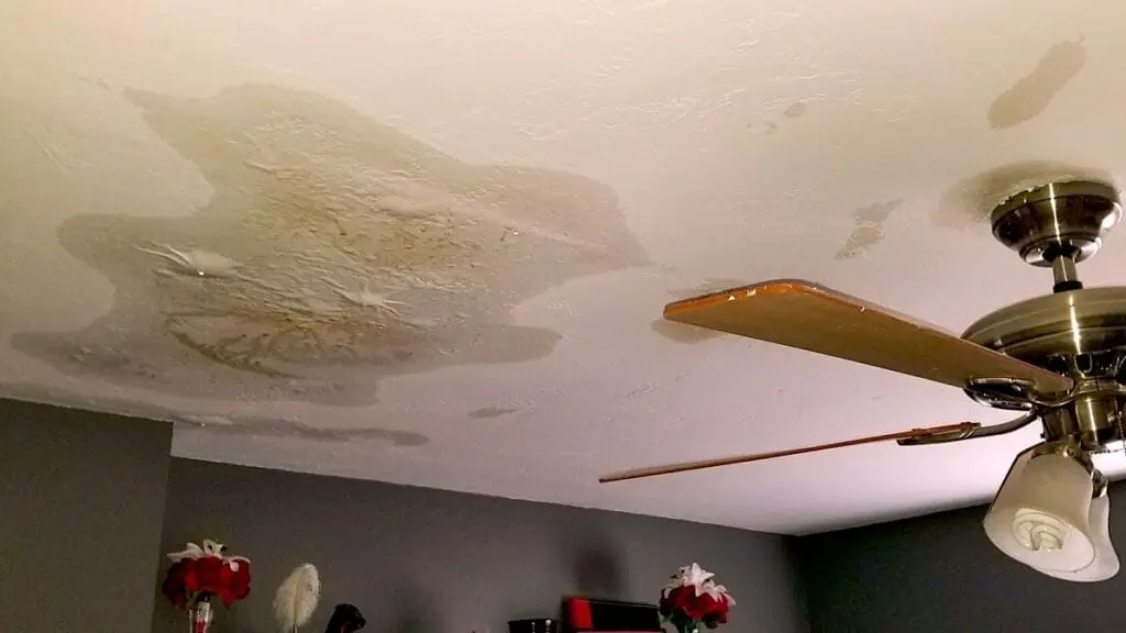 Roof Leaks, Water Damage, and Mold Growth