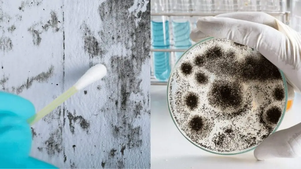 Importance of Regular Mold Testing in South Florida