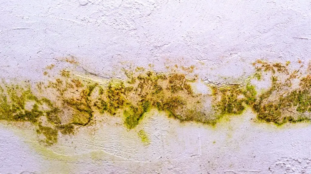 Active Mold vs Inactive Mold