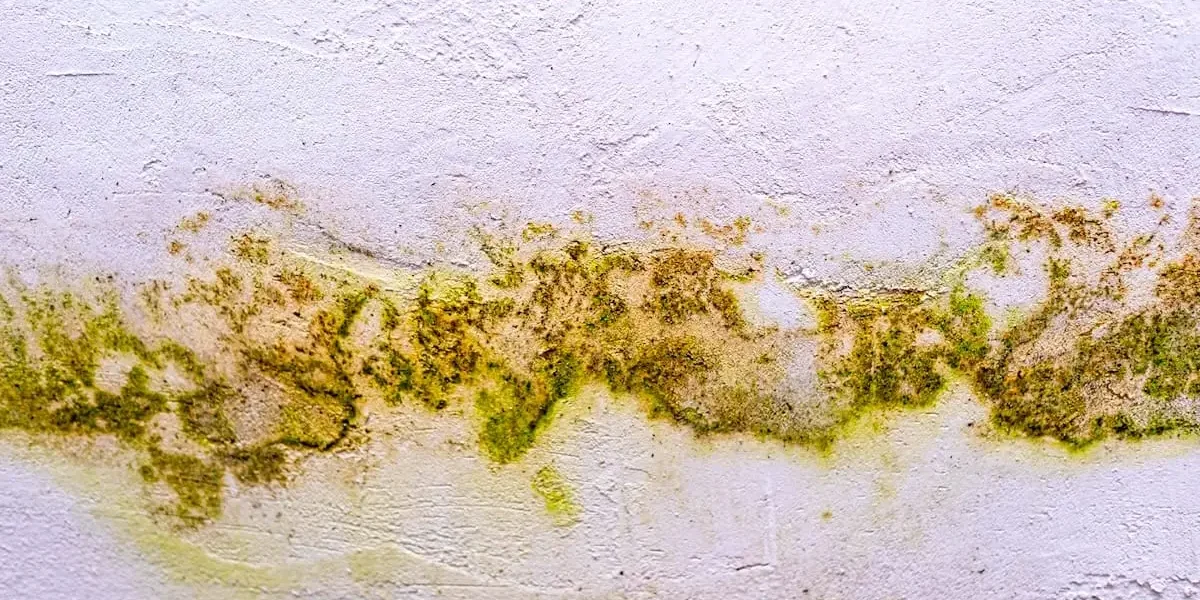Active Mold vs Inactive Mold