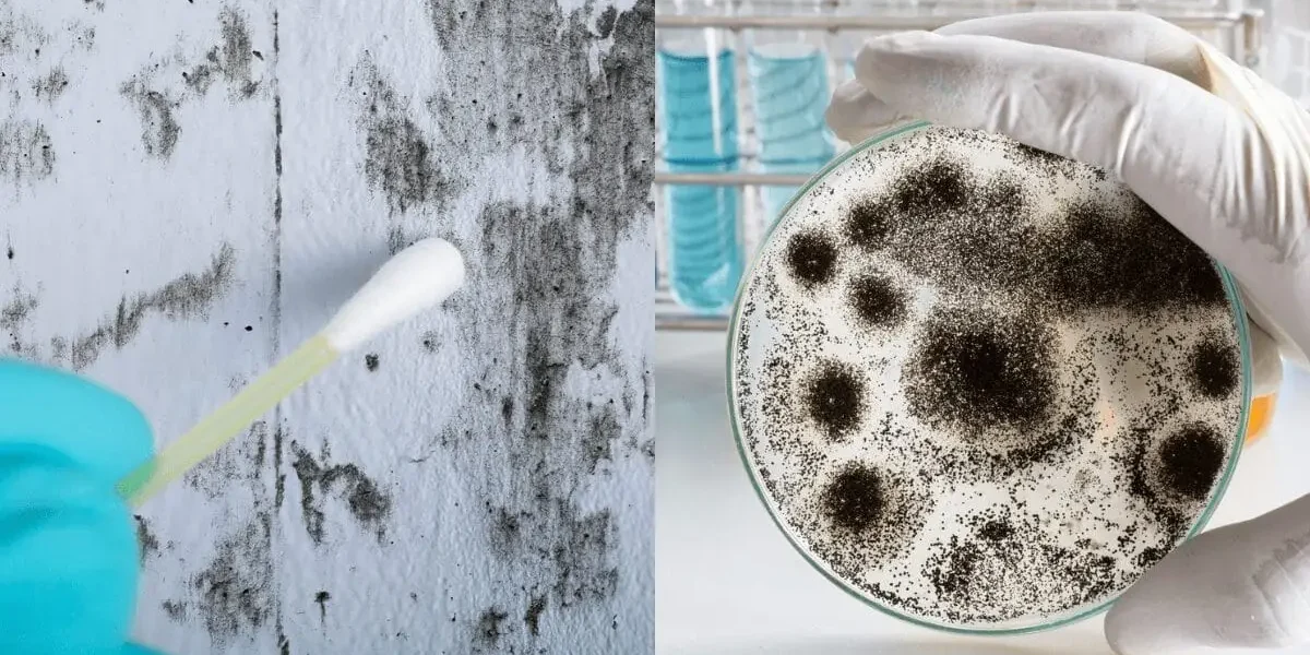 Importance of Regular Mold Testing in South Florida