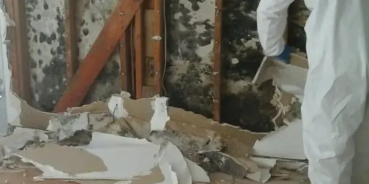 Mold remediation Royal Palm Beach FL
