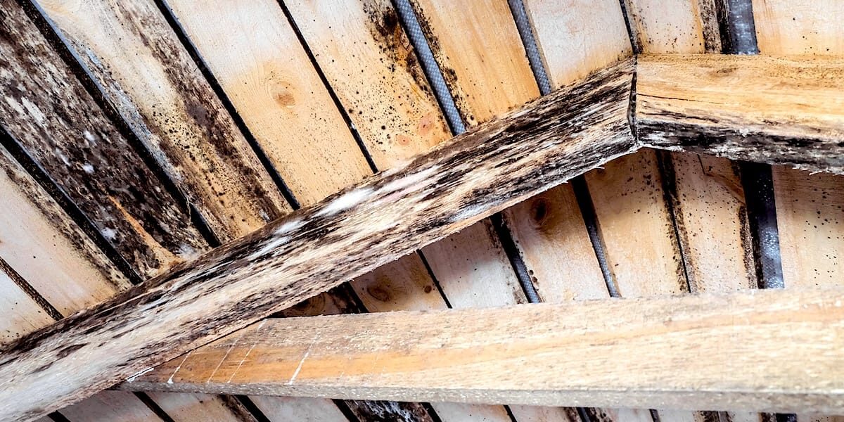 Mold Growth in Attics