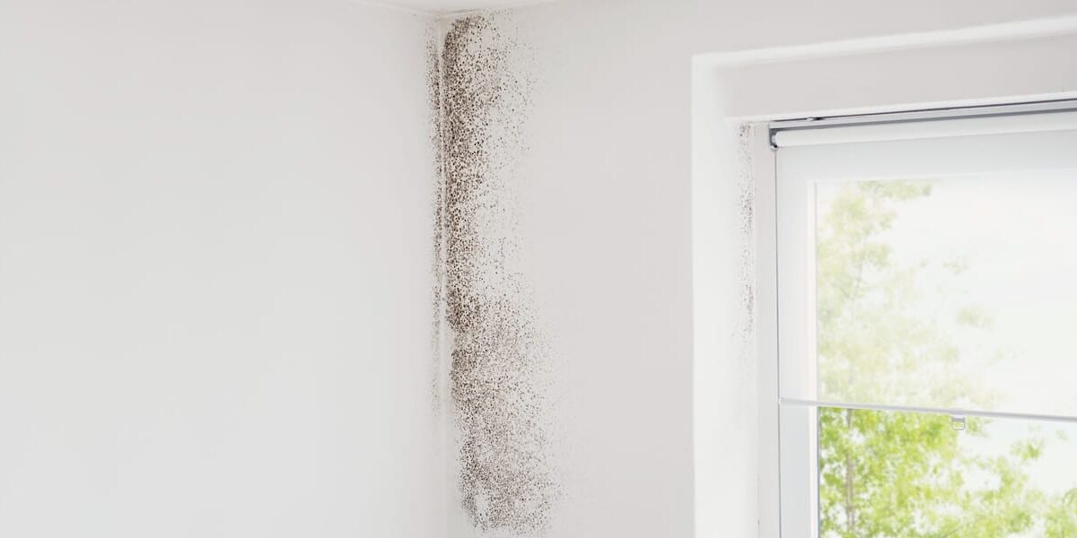 Mold Prevention Tips for South Florida