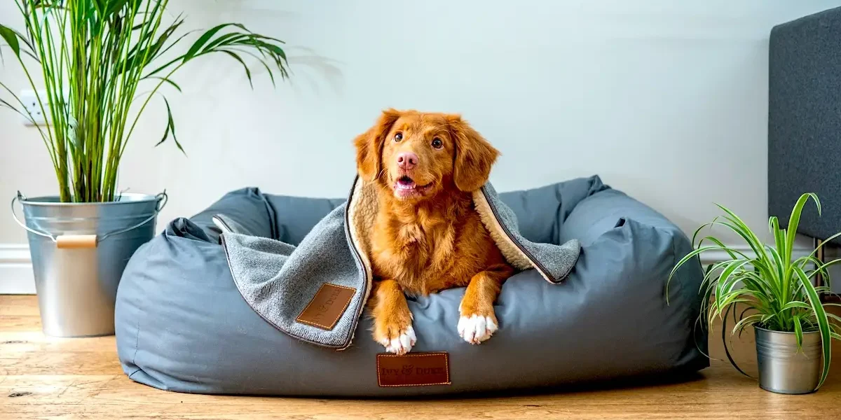 Mold in Pet Spaces