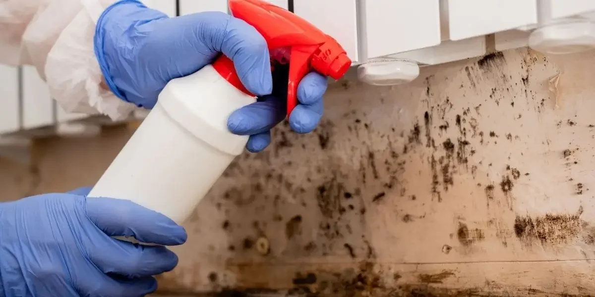 Common Mistakes When Identifying and Cleaning Mold