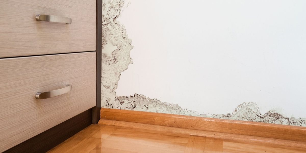 How to Handle Any Mold You Find During Home Renovations