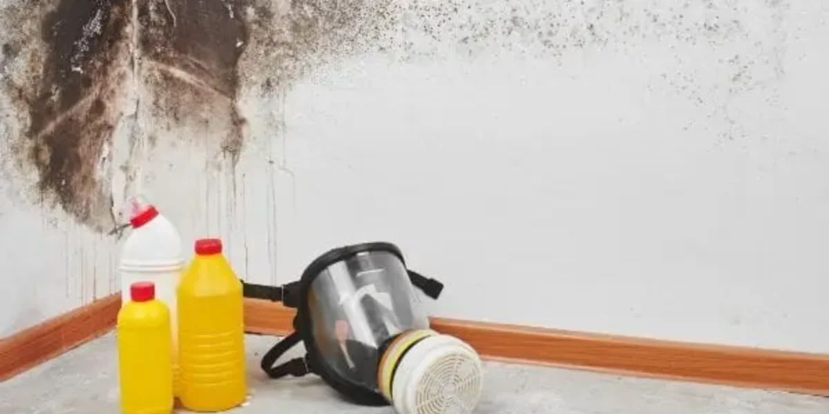 5 Mold Removal Facts That You Should Know