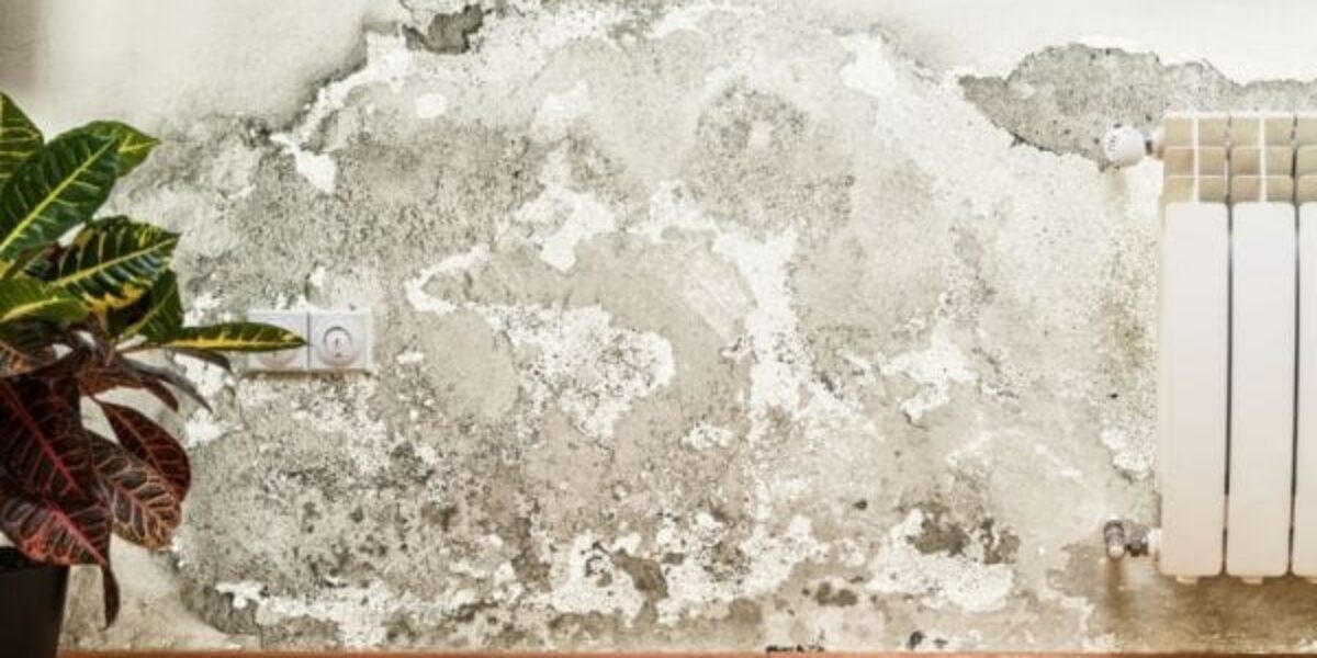 3 Commonly Held Misconceptions About Mold