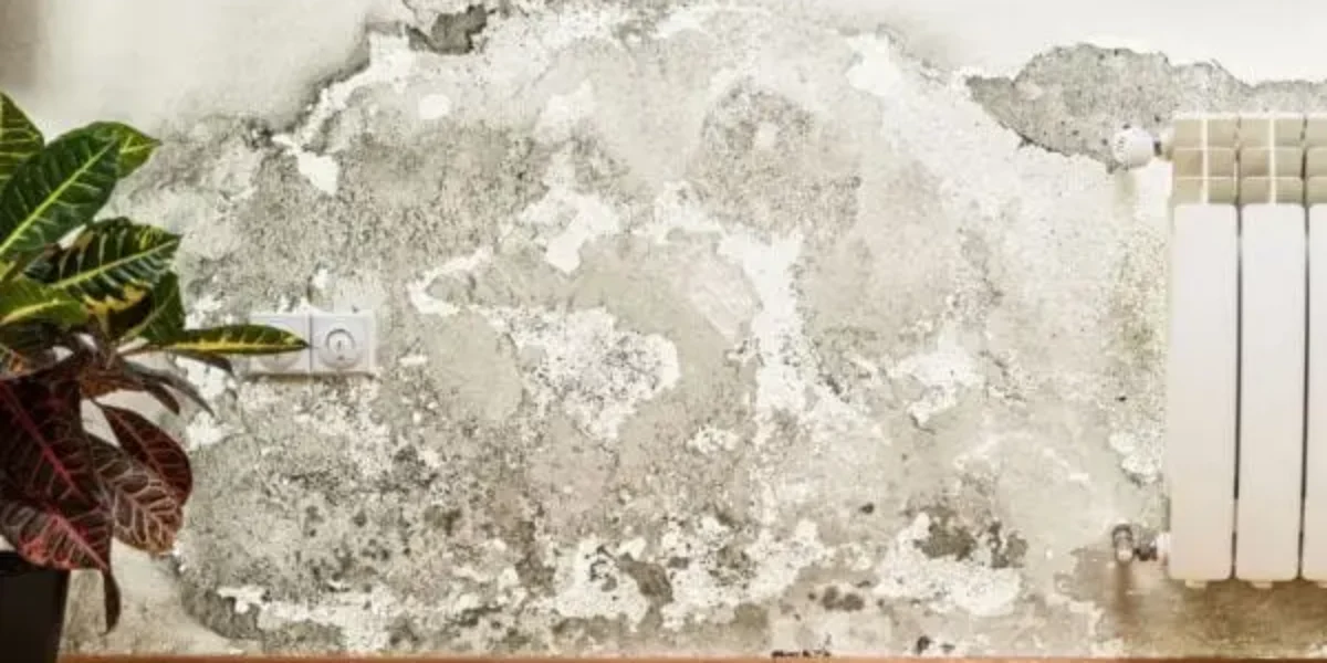 3 Commonly Held Misconceptions About Mold