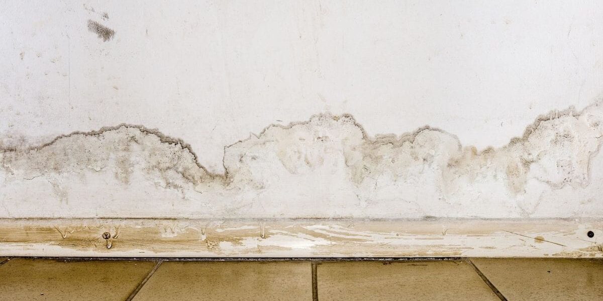 Household Mold