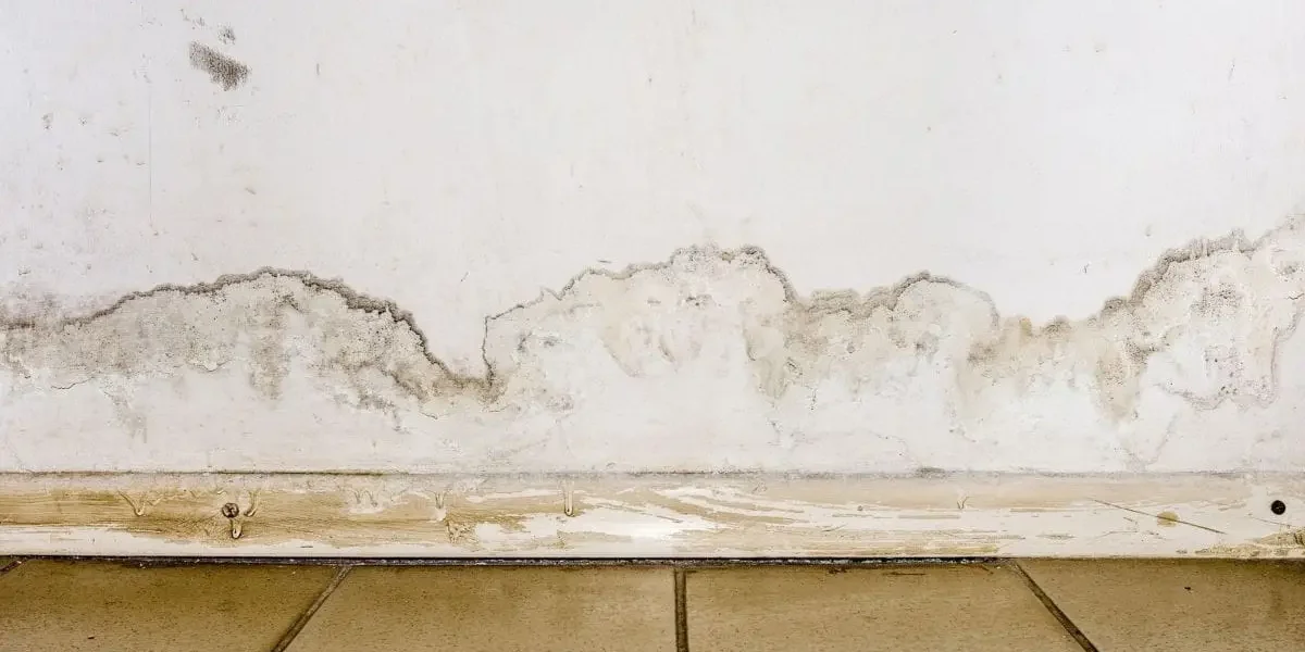 Household Mold