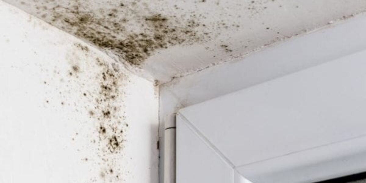 Warning Signs That Your Home Has a Mold Issue