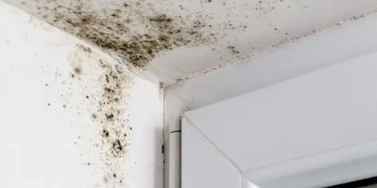 Warning Signs That Your Home Has a Mold Issue