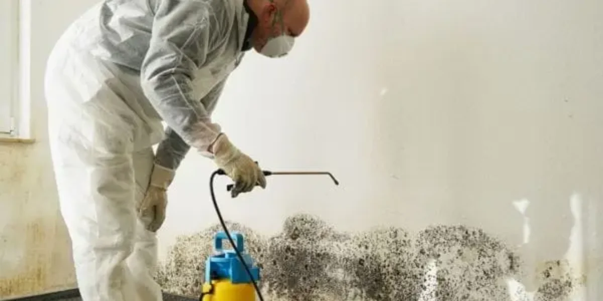 4 Questions to Ask Your Mold Remediation Team