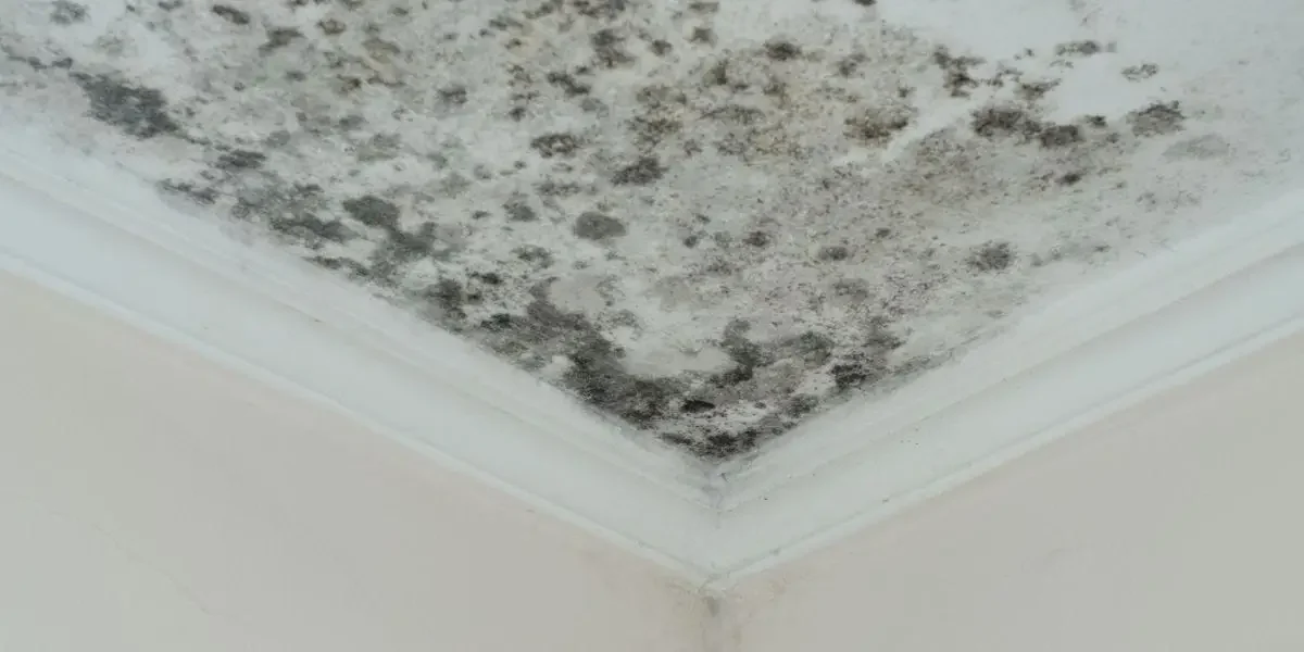 Types of Mold