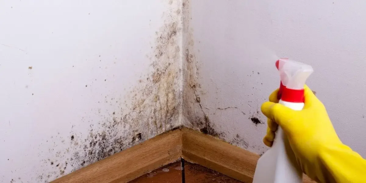 Mold Remediation
