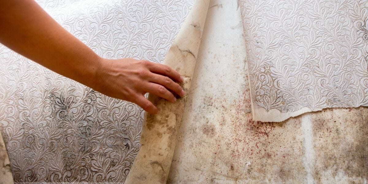 Mold Remediation Company